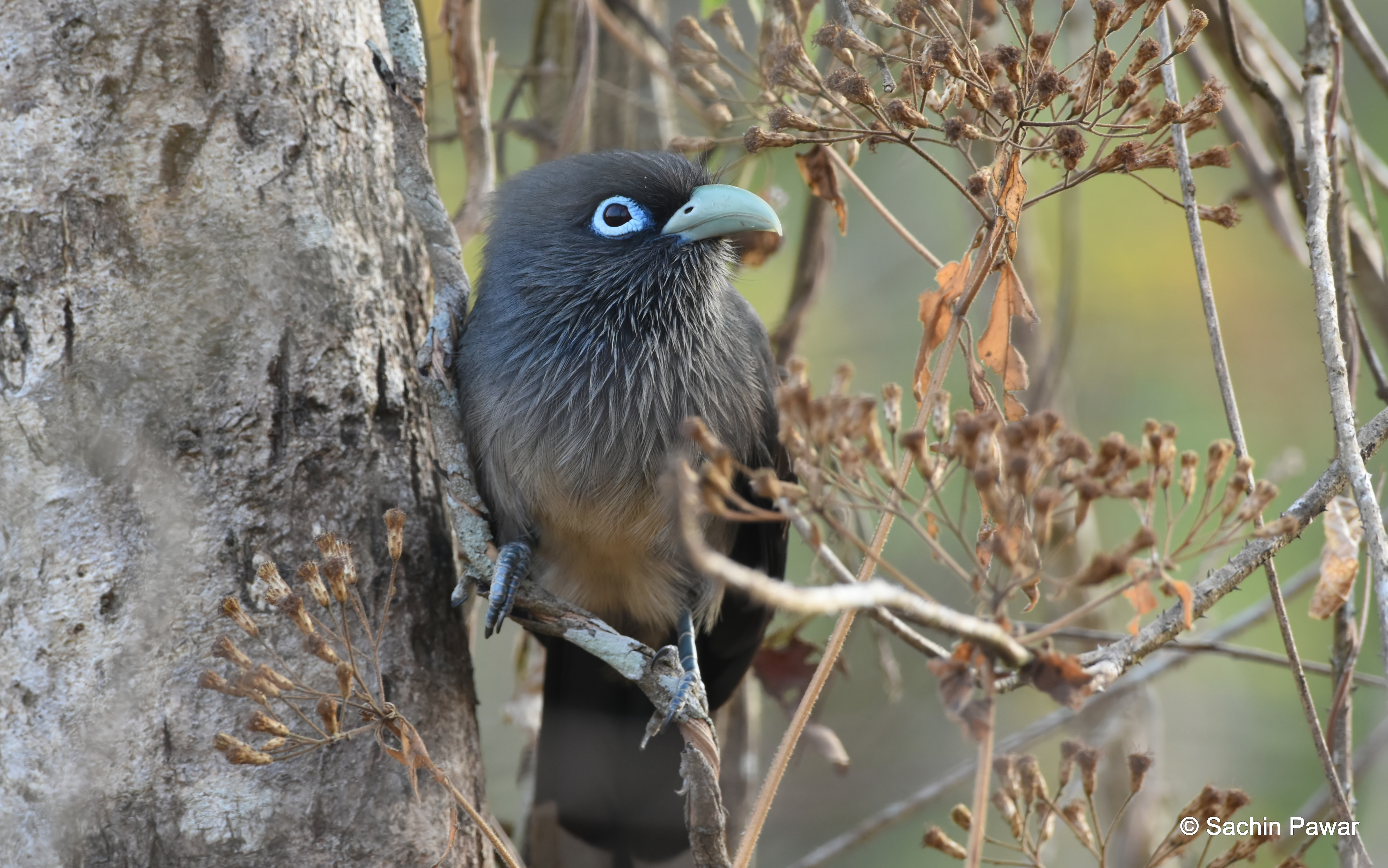 Blue-faced Malkoha